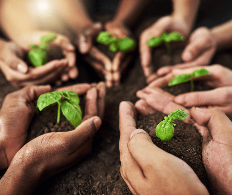Hands planting seedlings in the dirt