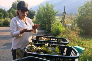 Woman looks at three baskets of harvested lettuce leaves.